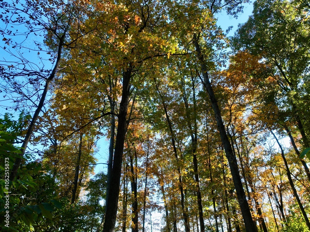 Obraz premium Fall foliage 