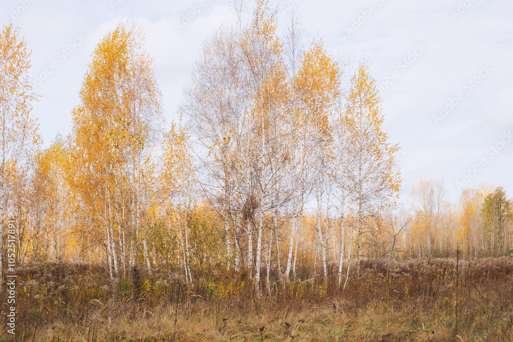 A view of an autumn birch forest with trees covered with yellow leaves. A sunny light penetrates the hills, adding a warm tint to the landscape.