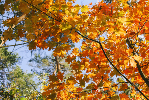 Wallpaper Mural Yellow autumn leaves on trees Torontodigital.ca