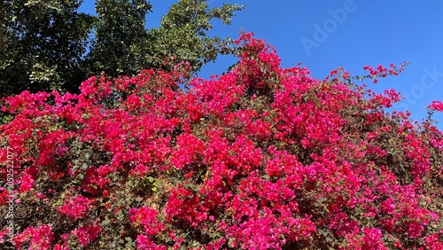 Vibrant magenta bougainvillea flowers in full bloom against a backdrop of lush green foliage and clear blue sky. The dense clusters of blossoms create a striking contrast