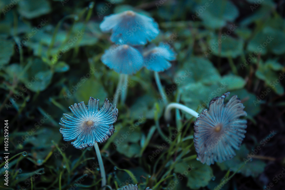 mushroom in the forest mushroom in the forest