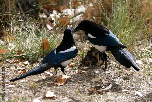 Canvas Print Closeup of two wild magpie birds