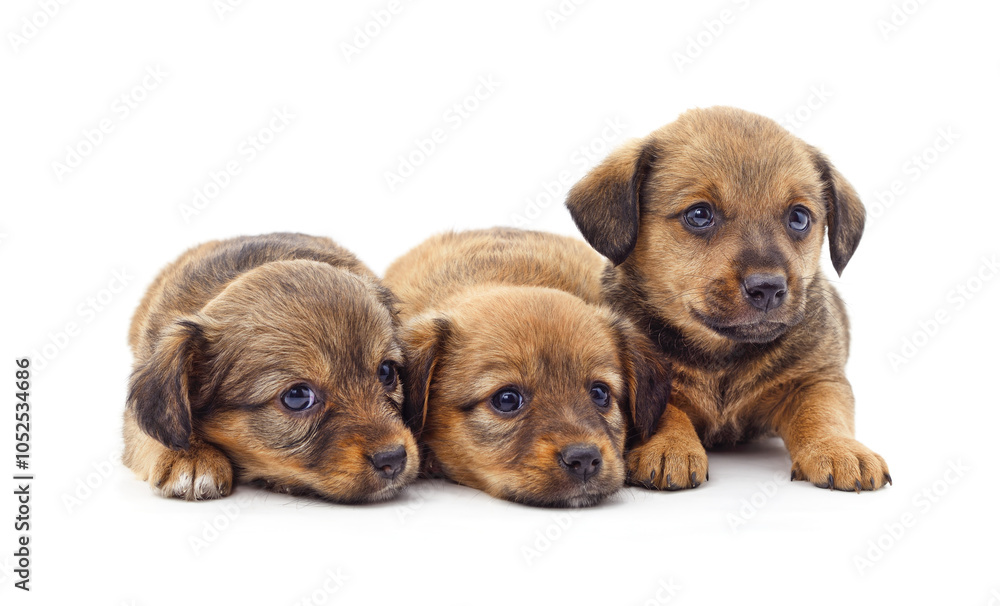 Three beautiful puppies. Three beautiful puppies.