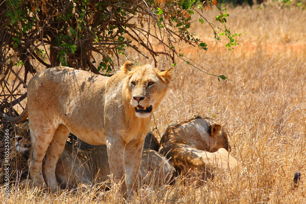 Fototapeta premium Safari in Tsavo East, Tsavo West, Amboseli and Masai Mara National Park (Kenya) - Wild Animals