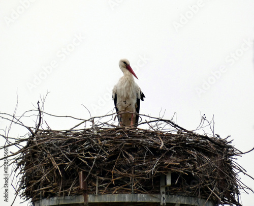 White stork in the castle park Jahnishausen near Riesa (Saxony, Germany) photo