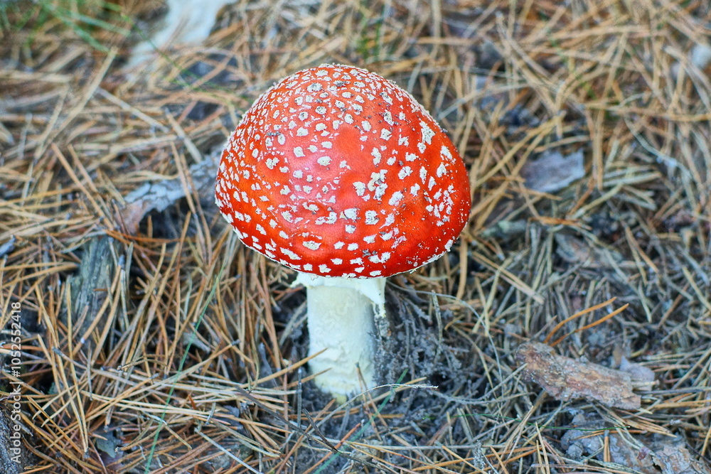 one red fresh autumn toxic poisonous beautiful dangerous hallucinogenic forest with white stem fly agaric mushroom grows in the ground among the grass during the day
one red fresh autumn toxic poisonous beautiful dangerous hallucinogenic forest with white stem fly agaric mushroom grows in the ground among the grass during the day