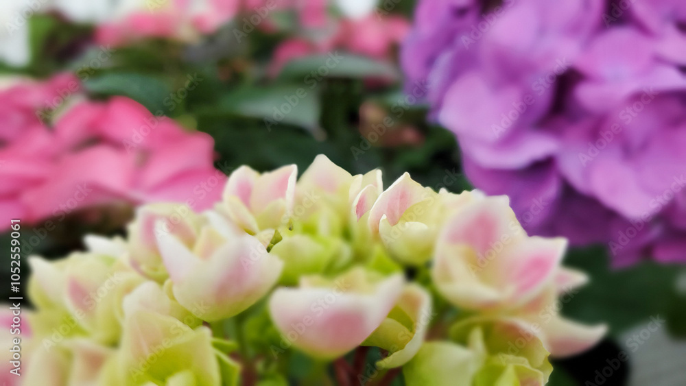 Fototapeta premium Beautiful white pink hydrangea in the garden, macro photo
