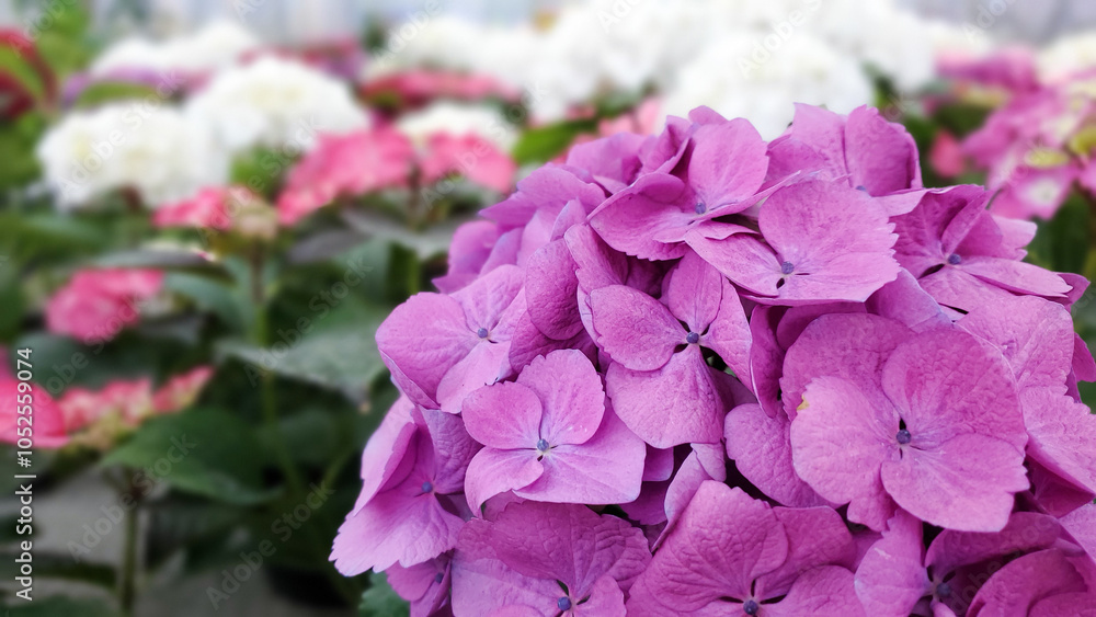 Beautiful bushes of purple hydrangea flowers in the greenhouse, stock photo Beautiful bushes of purple hydrangea flowers in the greenhouse, stock photo