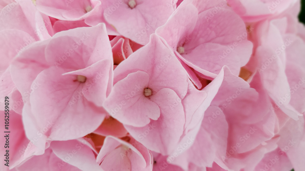 Beautiful pink hydrangea in the garden, macro photo Beautiful pink hydrangea in the garden, macro photo