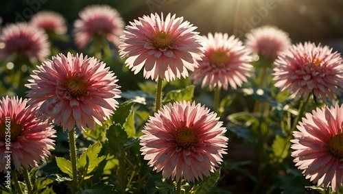 Flowers basking in sunshine.