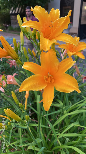 Lily