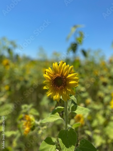 Sunflower 