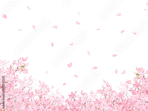 ウグイスのいる桜の木ー美しい薄いピンク色の桜の花と花びら春の水彩白バックフレーム背景素材イラスト