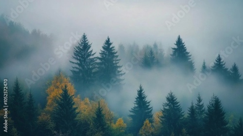 Misty Evergreen Forest with Hints of Fall Color