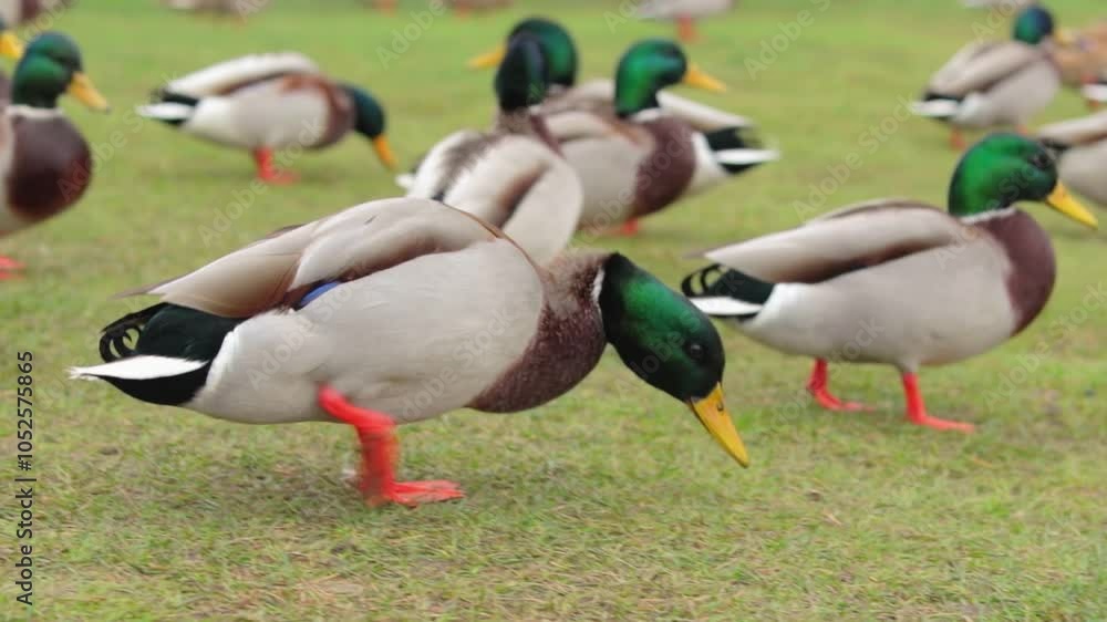 A Group of Wild Ducks Walking on the Grass in the Park. Hungry Birds in a Wild in Daytime, Looking for the Food - Slow Motion A Group of Wild Ducks Walking on the Grass in the Park. Hungry Birds in a Wild in Daytime, Looking for the Food - Slow Motion