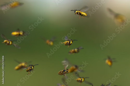 swarm of dangerous striped insects flying chaotically in summer garden