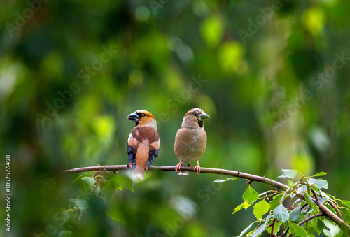 pair of birds female and male grosbeaks sitting on branch side by side in spring garden photo