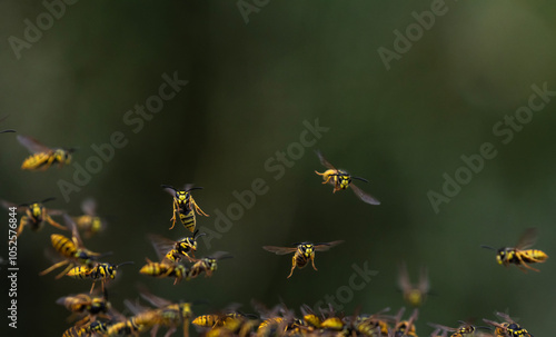 swarm of dangerous striped insects wasps flew in summer garden