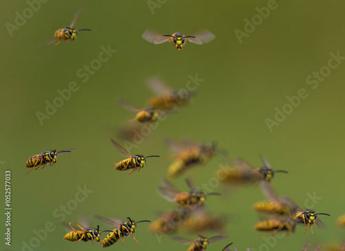 swarm of dangerous striped wasp insects flying in summer garden