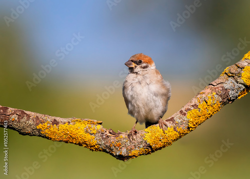 cute sparrow bird sitting on a branch in the park in spring