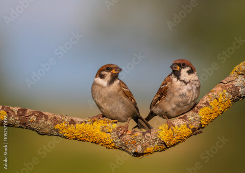 pair of cute sparrow birds sitting on a branch in the park in spring