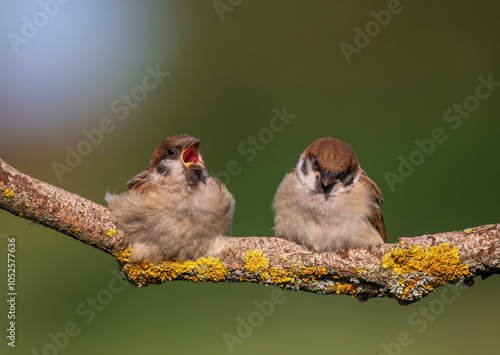 pair of cute baby birds sparrows sitting on a branch in a park in spring with...