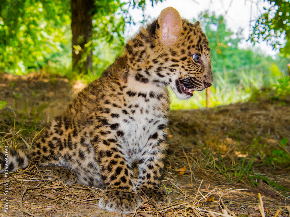 North Chinese leopard baby in a zoo North Chinese leopard baby in a zoo