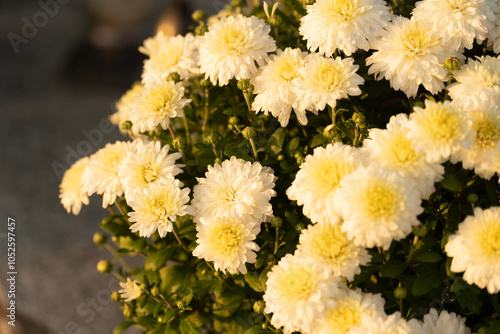 Flowers decoration on the grave on All Saints' Day photo