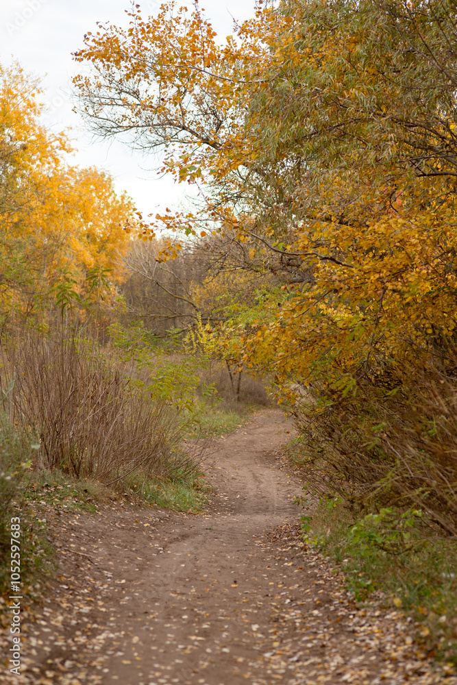 Naklejka premium path in autumn forest
