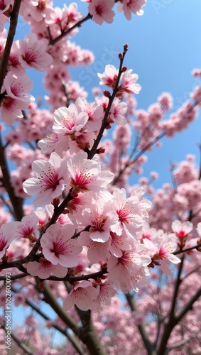 Delicate pink cherry blossoms on dark branches against blue sky