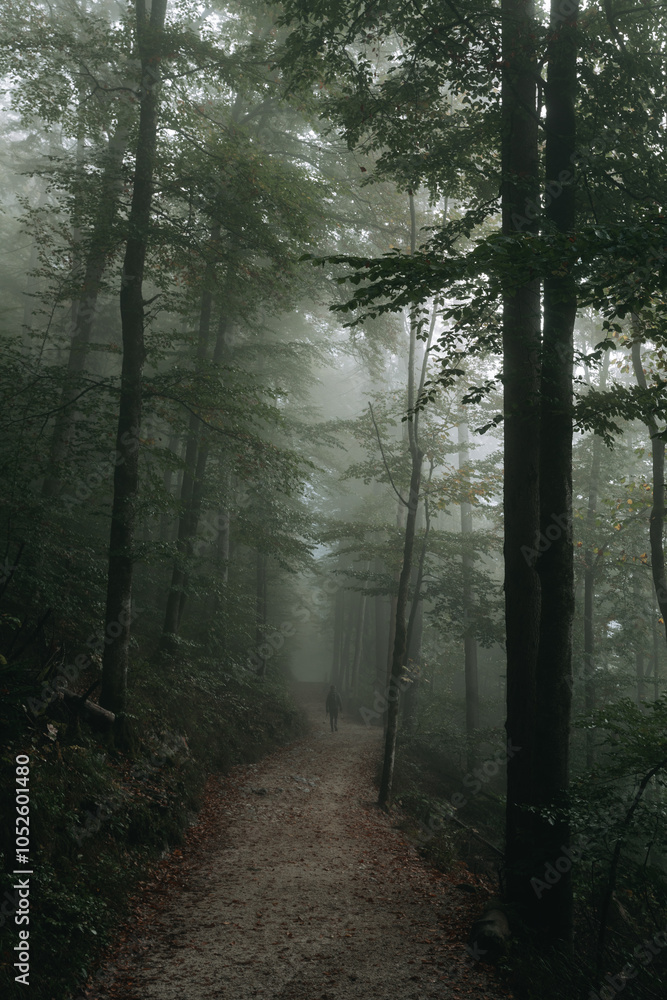 Moody forest scene with fog and person hiking on a trail