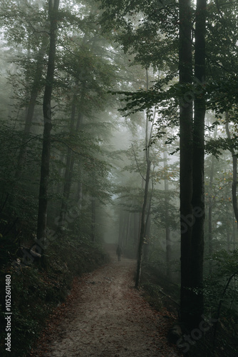 Obraz na płótnie Moody forest scene with fog and person hiking on a trail w salonie