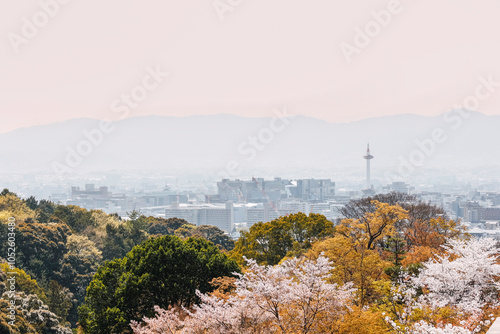 Cherry blossom trees in full bloom at Kiyomizu-dera Buddhist Temple in Kyoto. photo