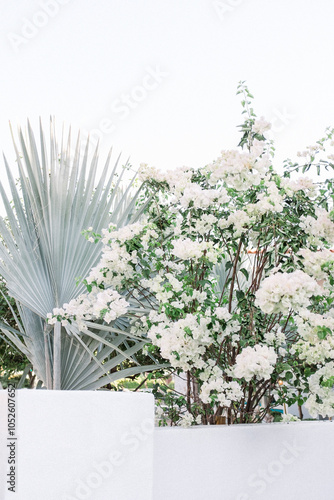White Bougainvillea Blossoms on Greenery