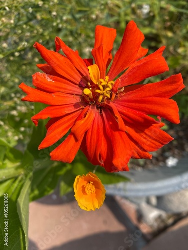 Red flower