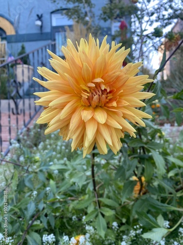 flower in the garden
