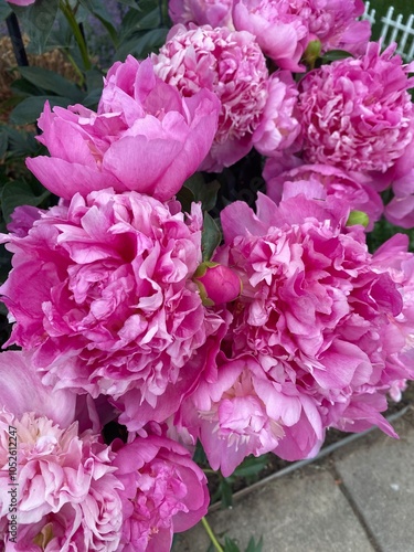 Pink flowers