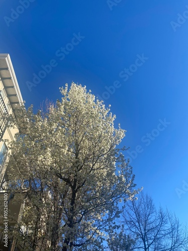 tree and flowers