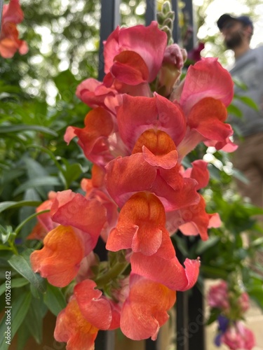 flowers in the garden