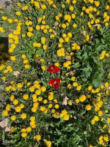 yellow flowers background