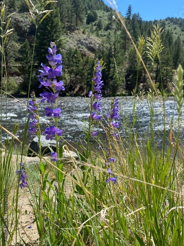 flowers in the mountains