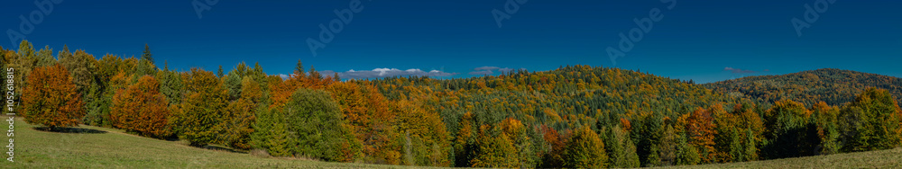 Fototapeta premium Nice autumn meadows and forests in sunny color day near Jaworki village