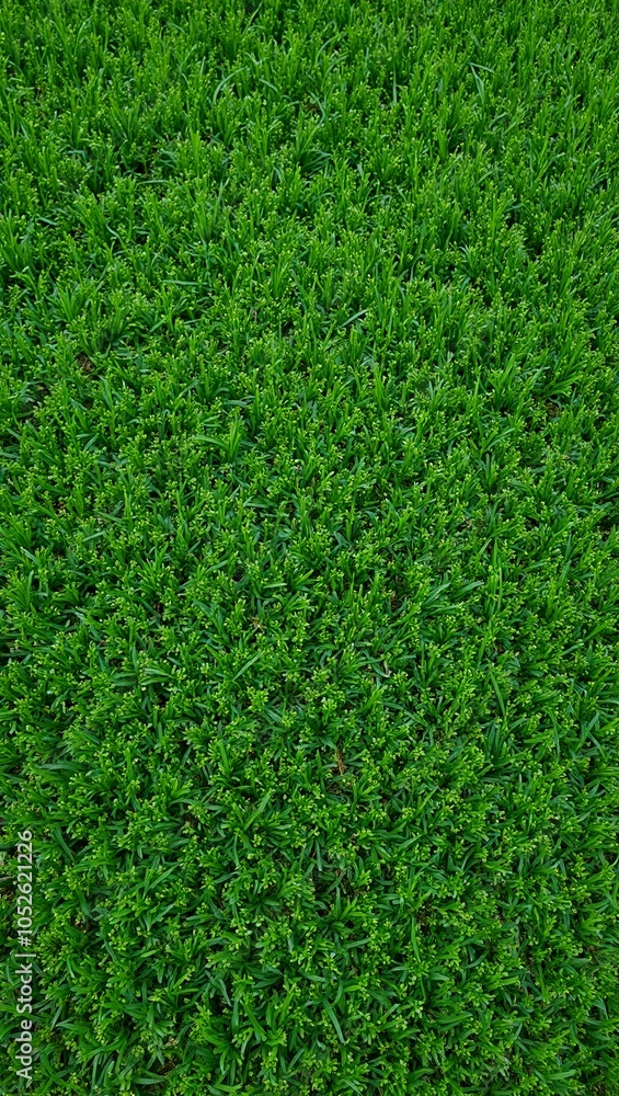 Obraz premium Vibrant green artificial turf field with short even blades for a pristine look