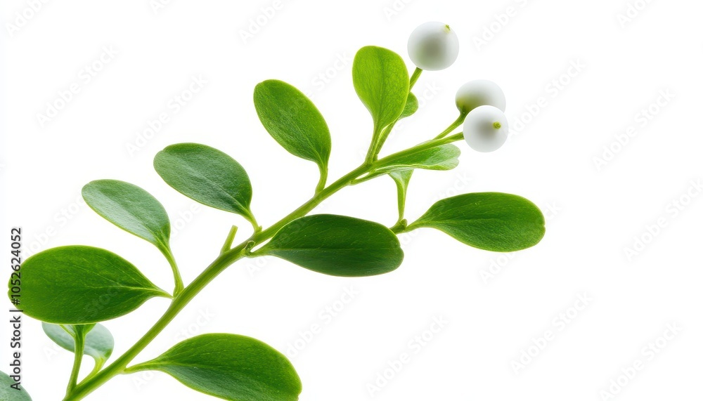 Obraz premium A delicate green branch with white berries on a white isolated background.