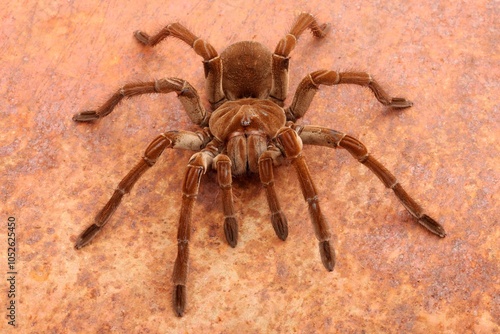Goliath Birdeater Tarantula (Theraphosa blondi) against rusty background