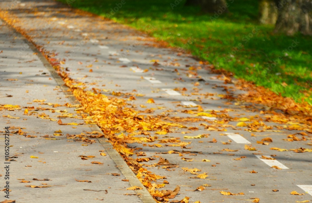 The road full of autumn colorful leaves on asphalt The road full of autumn colorful leaves on asphalt