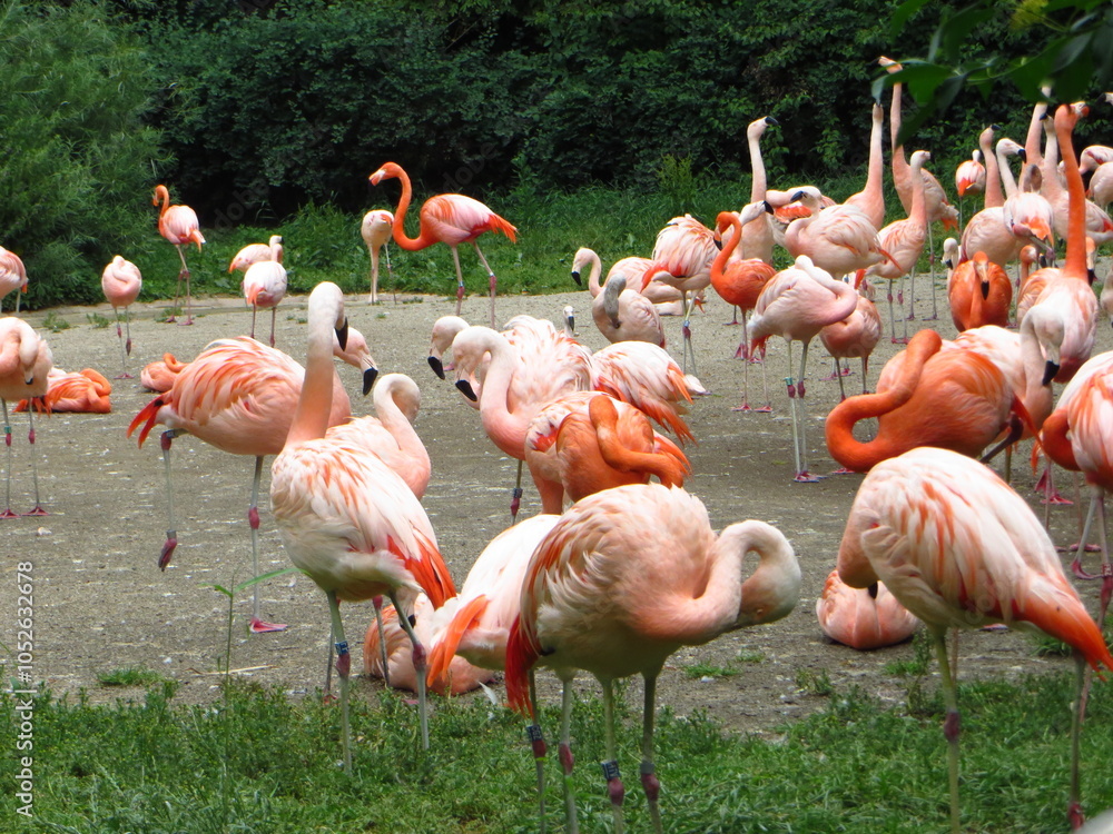Fototapeta premium Flamingo