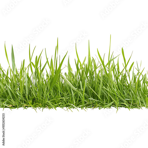 Lush green grass with vibrant blades, perfect for landscaping, gardens, and natural backgrounds. photo