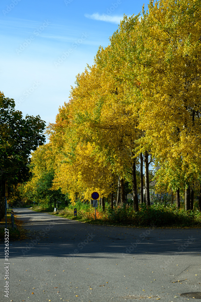 A tranquil country road is flanked by bright yellow foliage from tall trees, creating a picturesque autumn landscape. The clear blue sky enhances the serene atmosphere A tranquil country road is flanked by bright yellow foliage from tall trees, creating a picturesque autumn landscape. The clear blue sky enhances the serene atmosphere