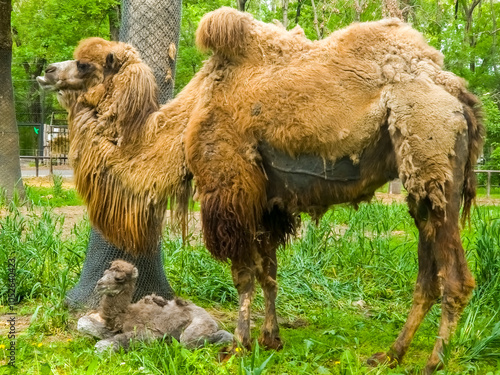 Bactrian camel mother and her foal photo